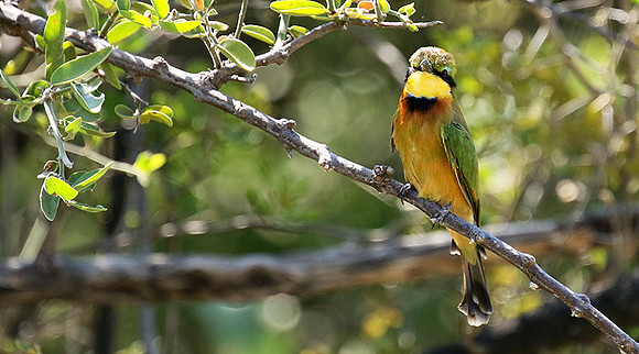 Little bee-eater - Moremi game reserve