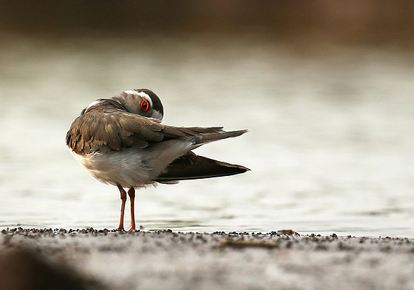 Three-banded plower - Mashatu game reserve