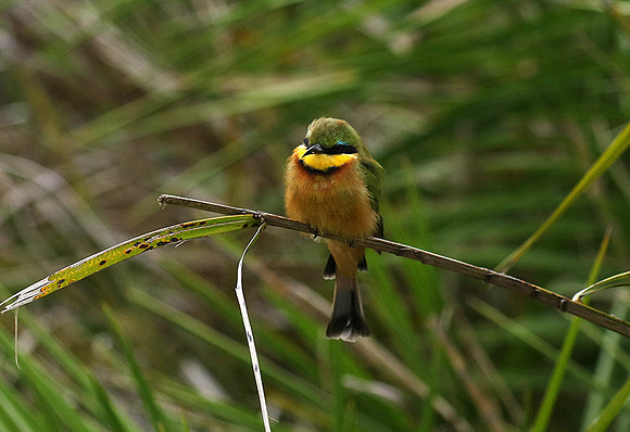 Little bee-eater - Moremi game reserve