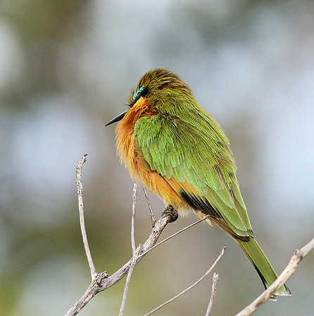 Little bee eater - Abu concession