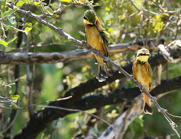 Little bee-eater - Moremi game reserve