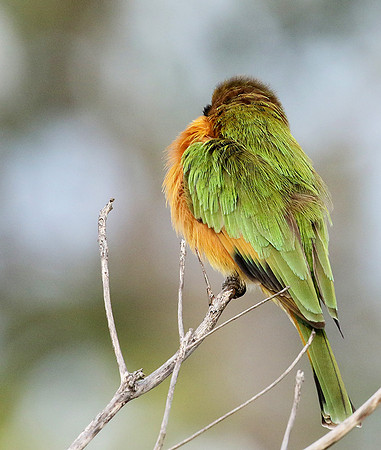 Little bee eater - Abu concession