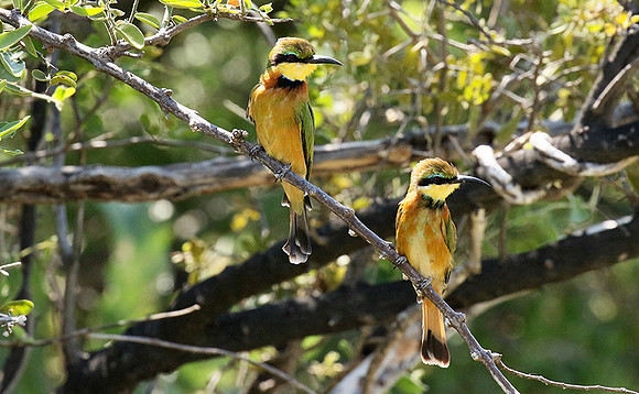 Little bee-eater - Moremi game reserve