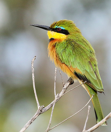 Little bee eater - Abu concession