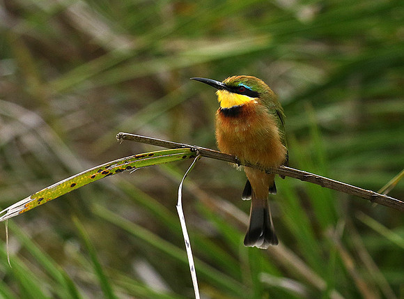 Little bee-eater - Moremi game reserve