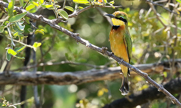 Little bee-eater - Moremi game reserve