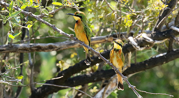 Little bee-eater - Moremi game reserve