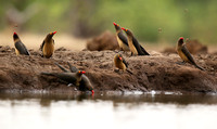 Oxpeckers - Mashatu game reserve