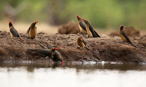 Oxpeckers - Mashatu game reserve