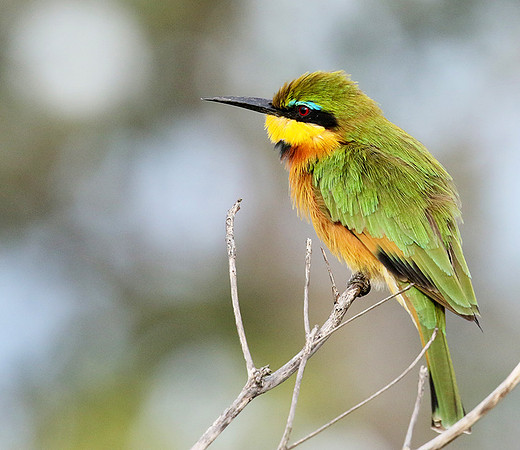 Little bee eater - Abu concession