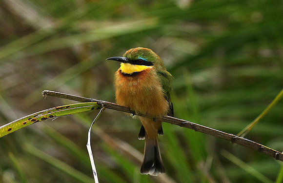Little bee-eater - Moremi game reserve