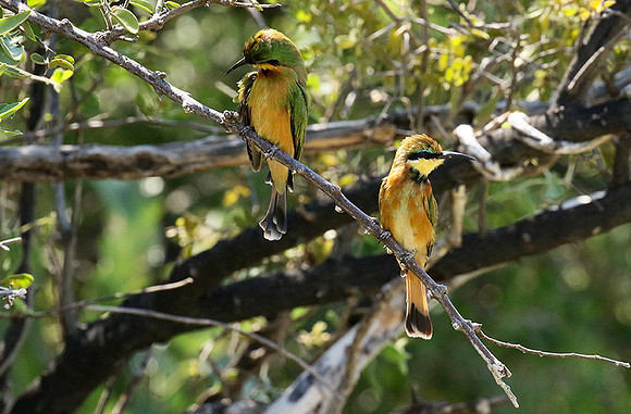 Little bee-eater - Moremi game reserve