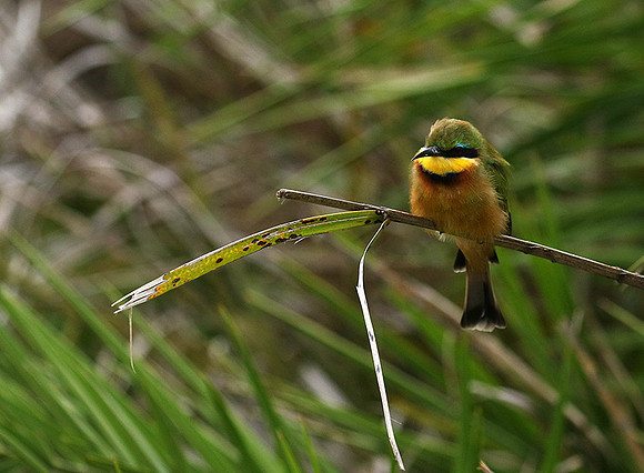 Little bee-eater - Moremi game reserve