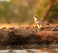 Great-spotted cuckoo - Mashatu game reserve
