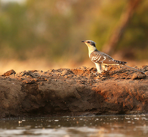Great-spotted cuckoo - Mashatu game reserve