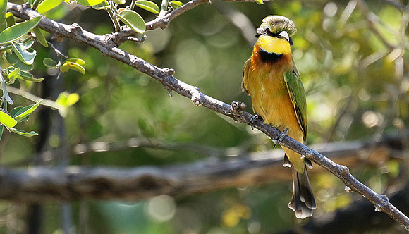 Little bee-eater - Moremi game reserve