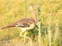 Bustards