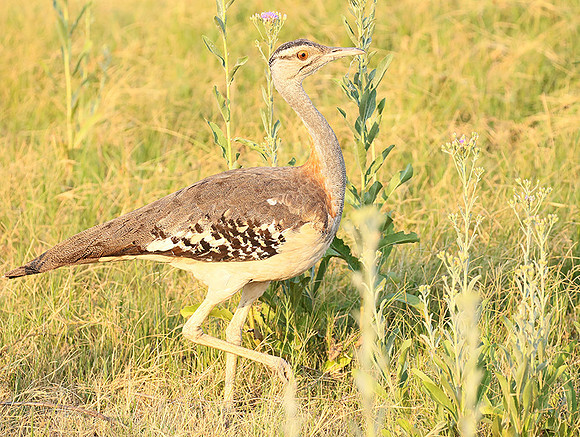 Denham's bustard - Duba Plain
