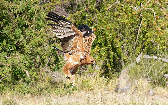 Tawny eagle