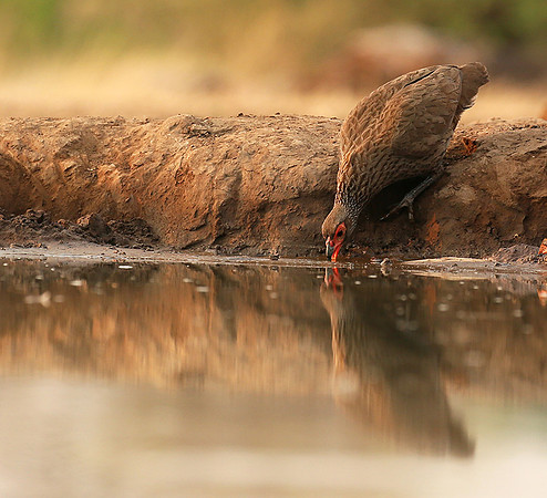 Spurfowl - Mashatu game reserve
