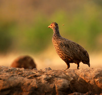 Spurfowl - Mashatu game reserve