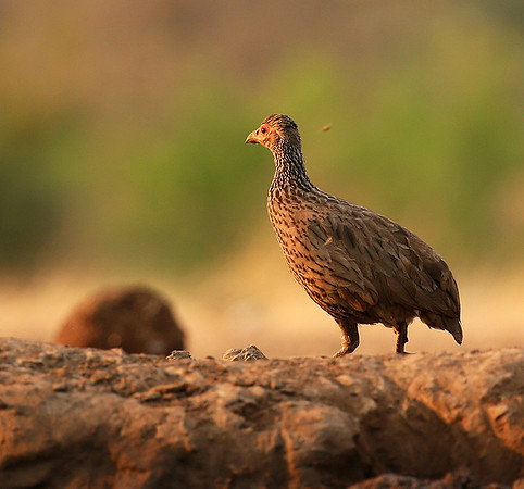 Spurfowl - Mashatu game reserve