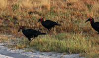 Ground hornbill - Moremi game reserve
