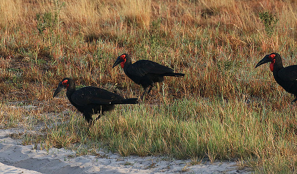 Ground hornbill - Moremi game reserve