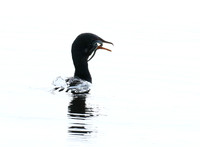 Reed cormorant swallowing a snake - Okavango