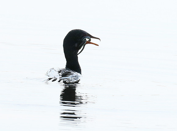 Reed cormorant swallowing a snake - Okavango