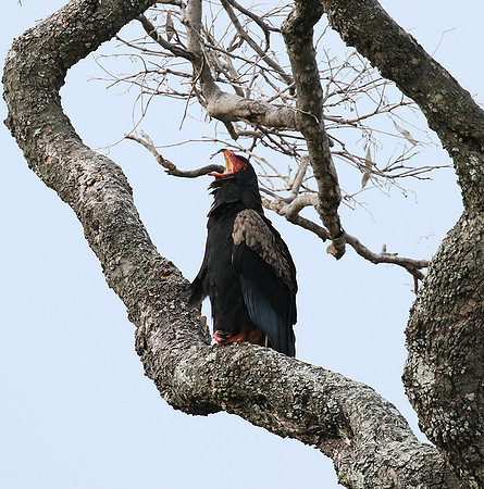 Moremi game reserve