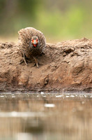 Spurfowl - Mashatu game reserve