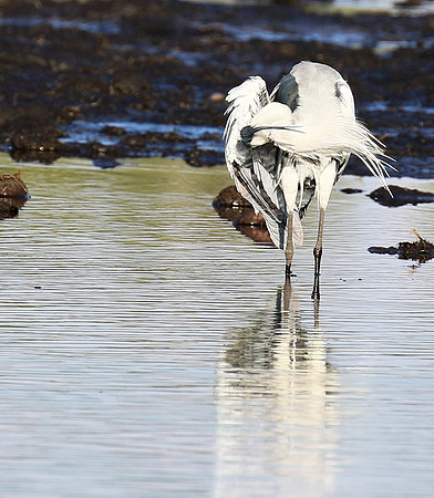 Grey heron - Abu concession