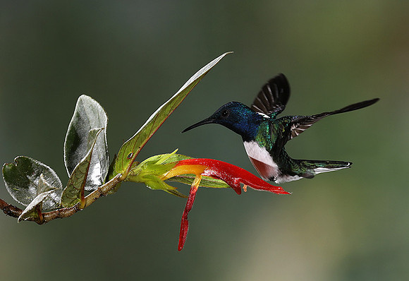 White-necked jacobin