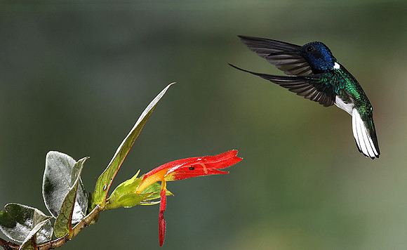 White-necked jacobin