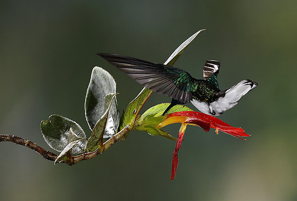 White-necked jacobin