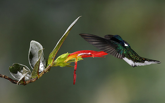White-necked jacobin