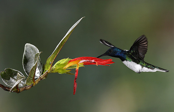 White-necked jacobin