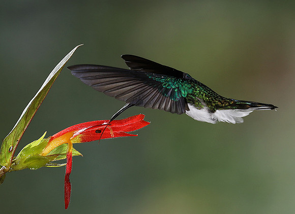 White-necked jacobin