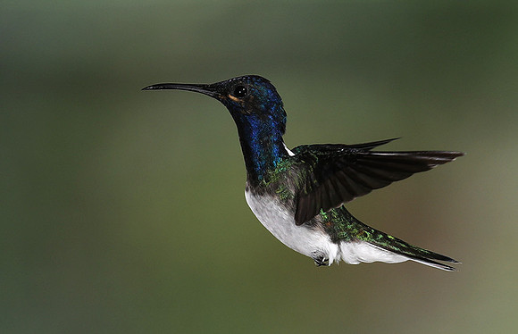 White-necked jacobin