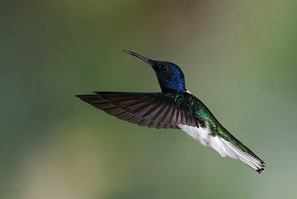 White-necked jacobin