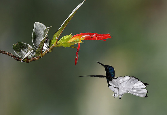 White-necked jacobin