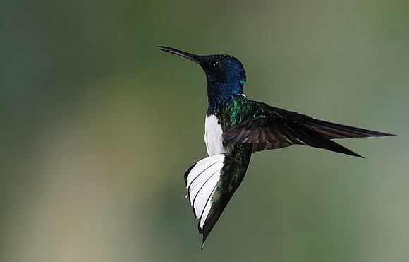 White-necked jacobin
