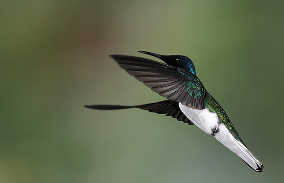 White-necked jacobin