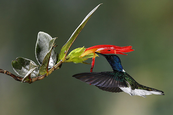 White-necked jacobin