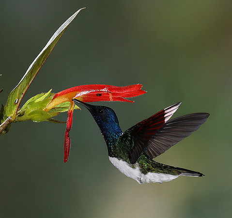 White-necked jacobin