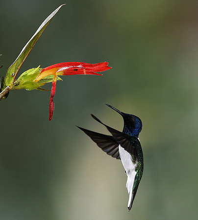 White-necked jacobin