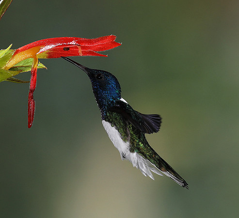White-necked jacobin