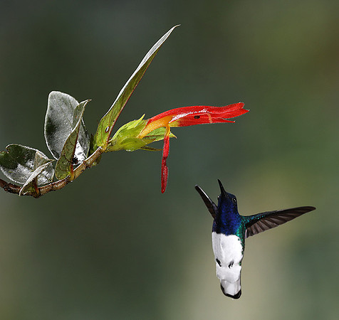 White-necked jacobin