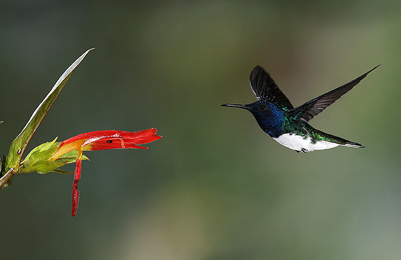White-necked jacobin